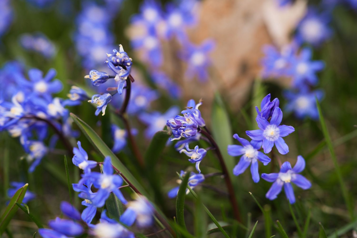 Close-up of delicate blue wildflowers with bokeh effect in natural outdoor setting.