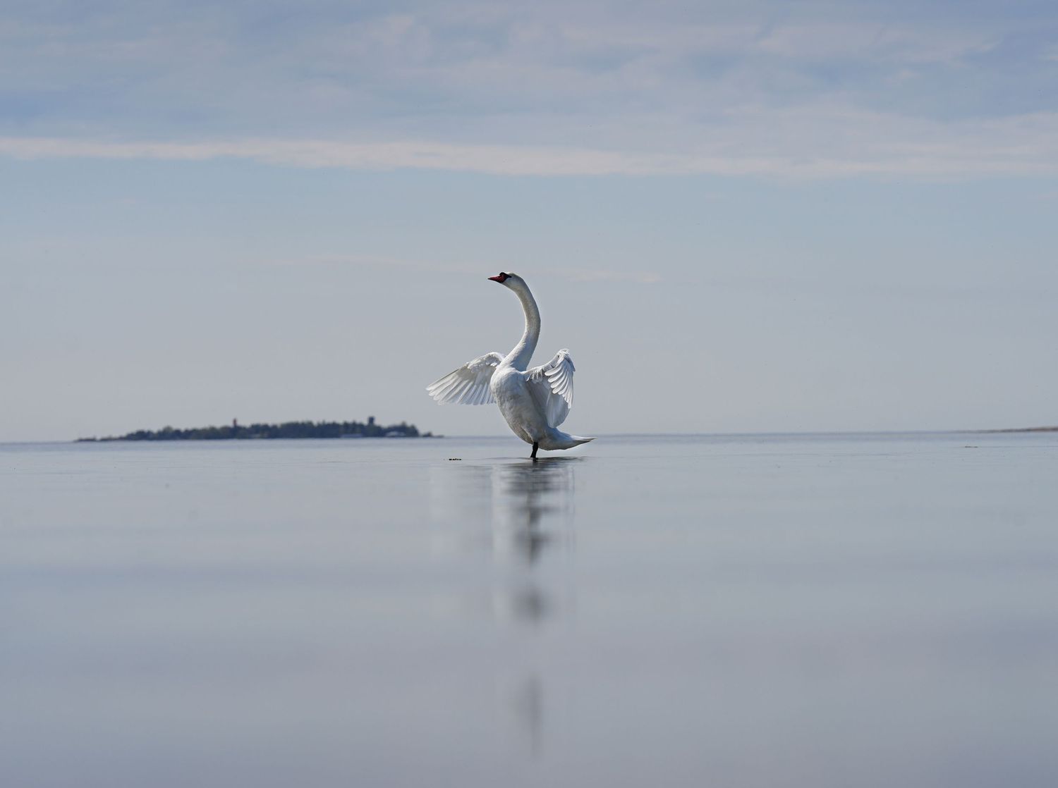 Graceful swan spreading its wings while standing in calm reflective water.