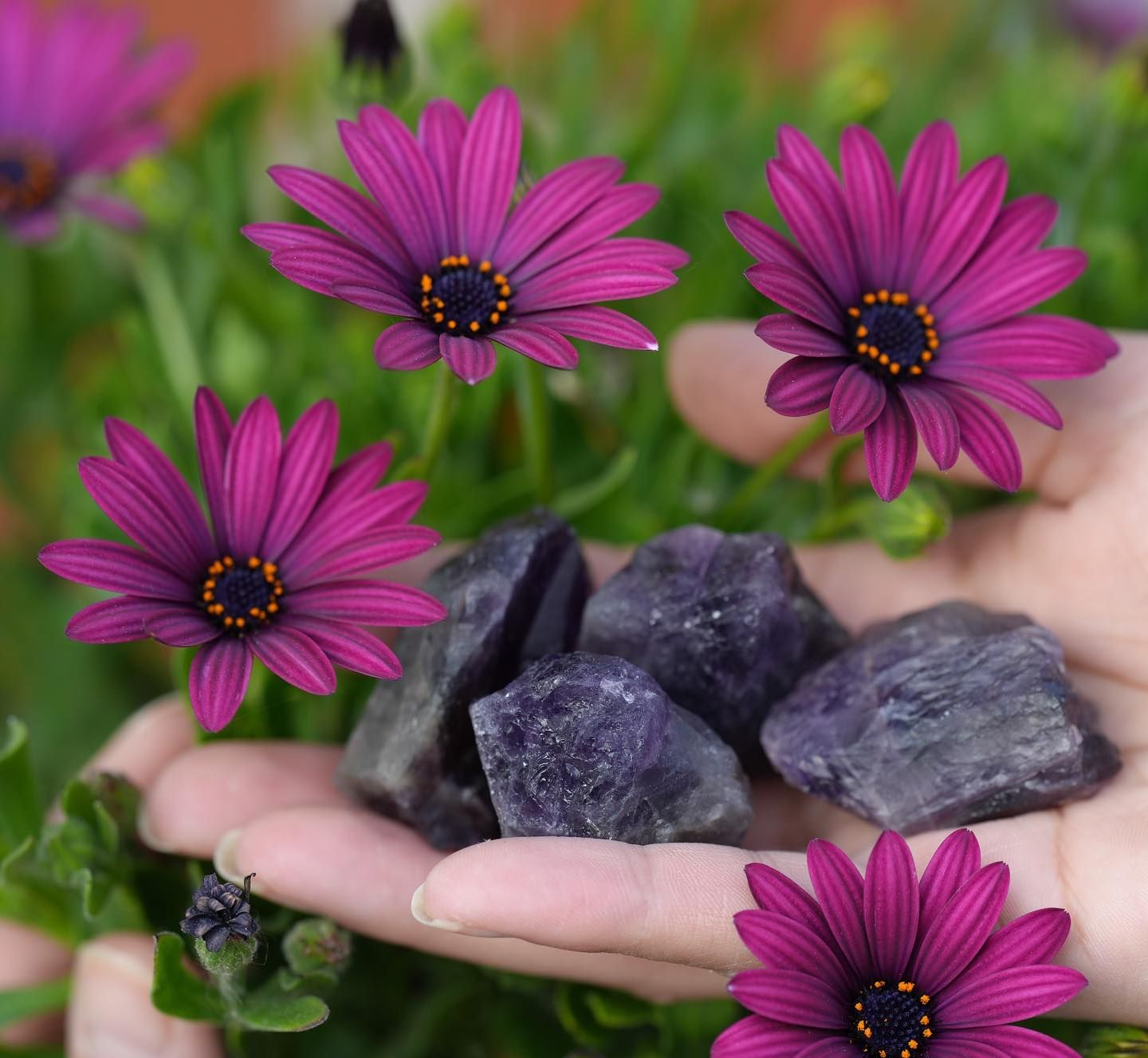Bright purple African daisy blooms held in a hand with fresh blueberries against a garden background.
