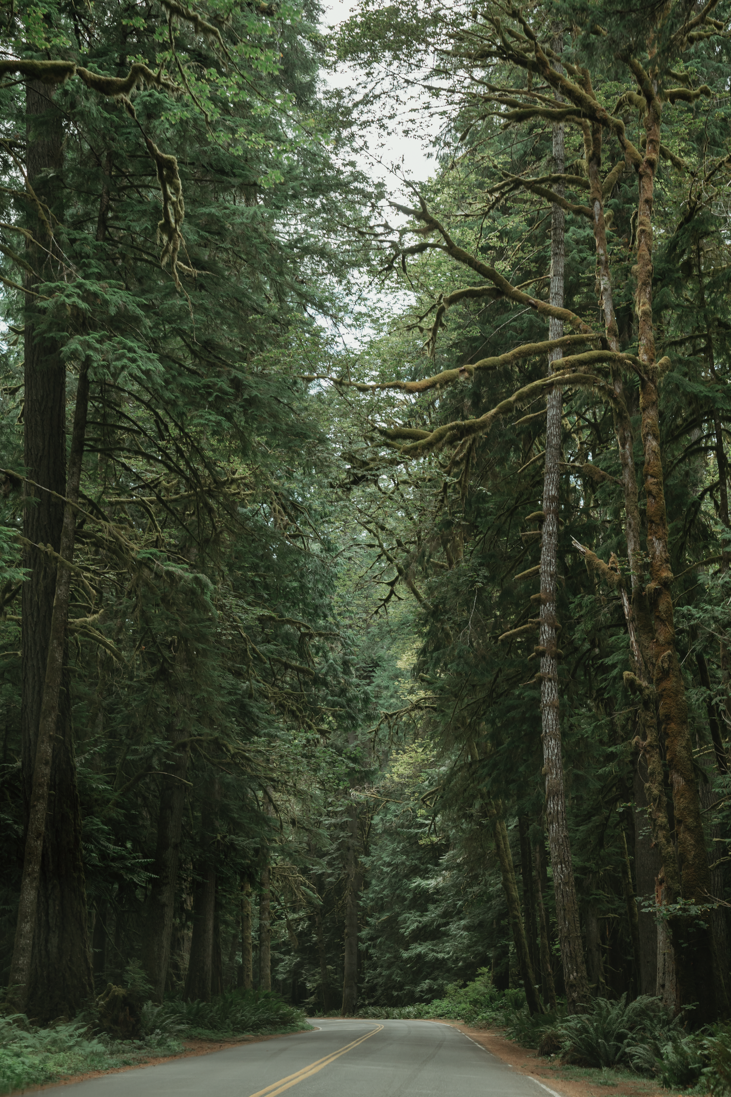 A narrow two-lane road winds through a dense, towering old-growth forest with moss-covered trees forming a lush green canopy.