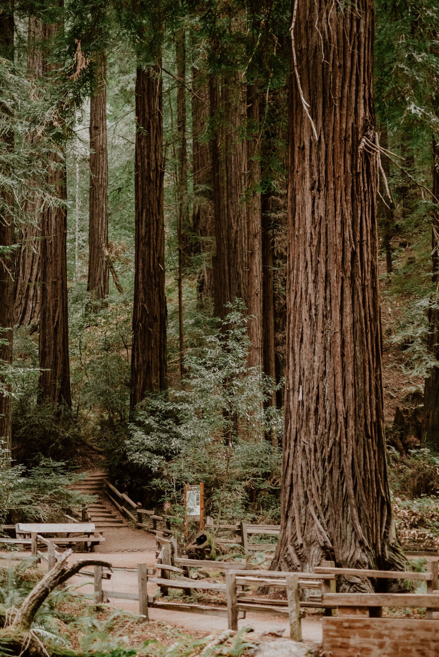 Towering redwood trees line a wooden boardwalk trail in a misty forest setting.