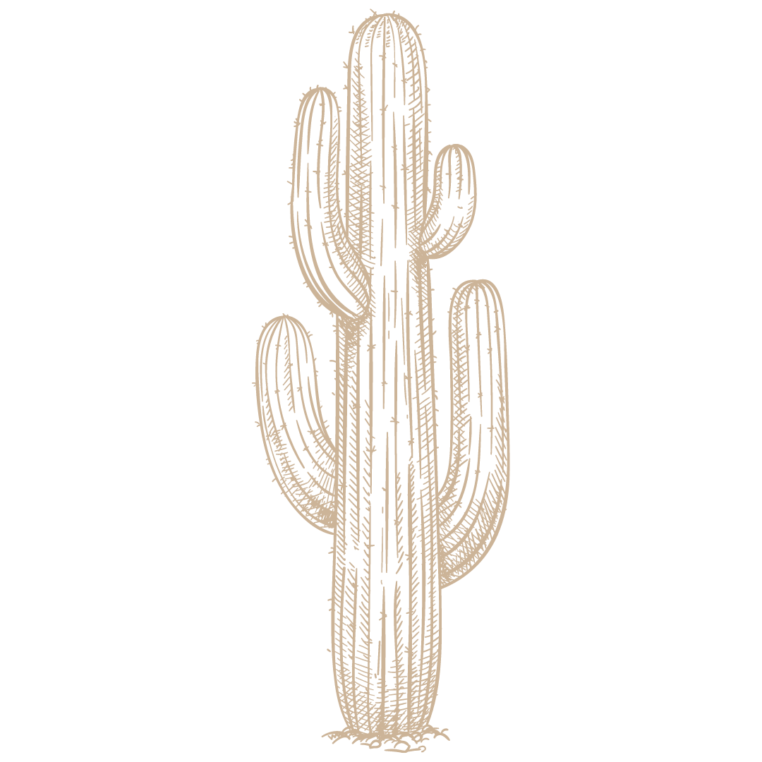 Simple line drawings of saguaro cactus in desert landscape.