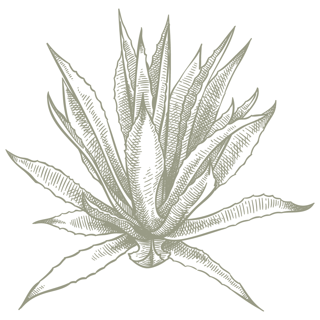 Hand-drawn agave plant illustrations in vintage botanical style.