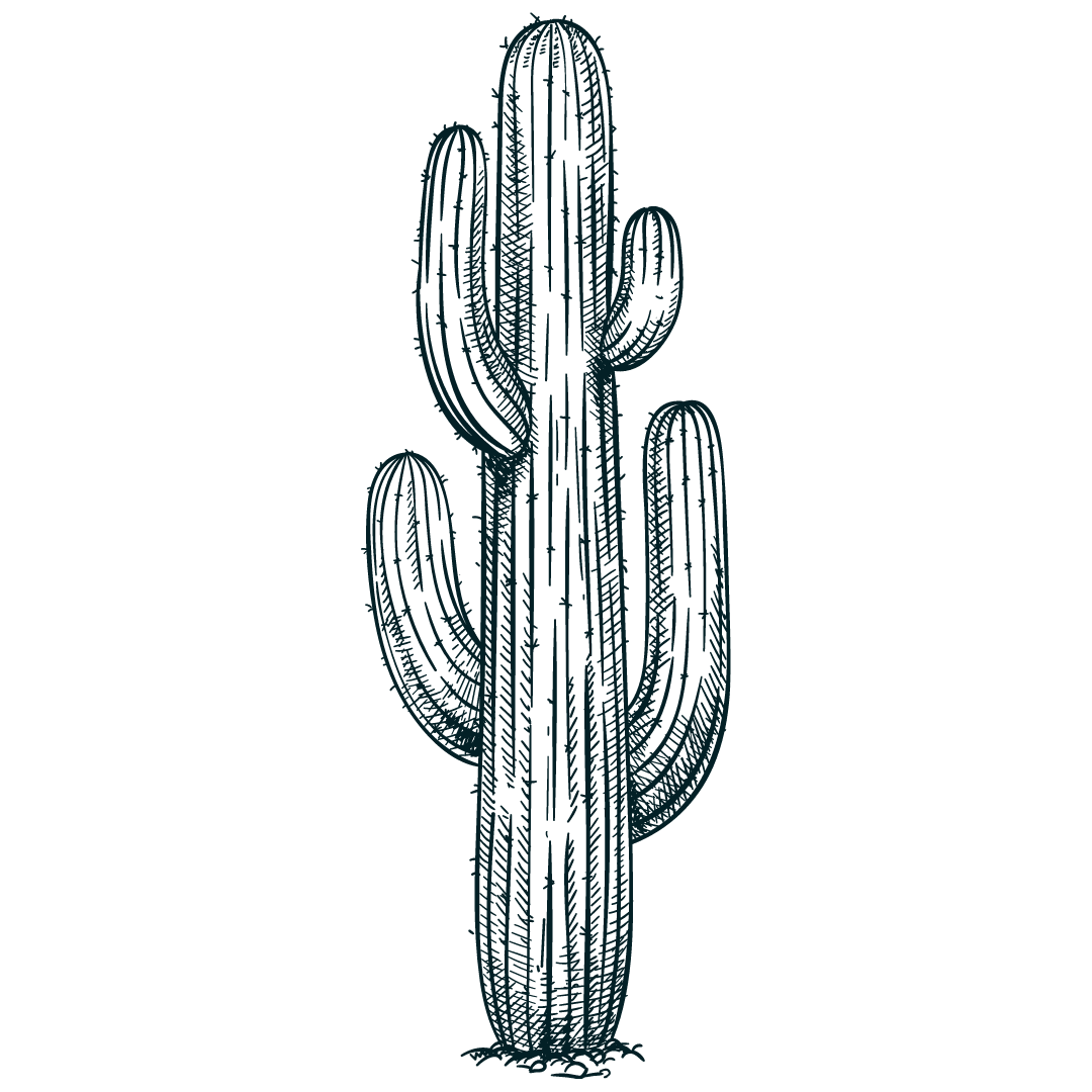 Dark blue ink illustrations of saguaro cacti in various sizes.