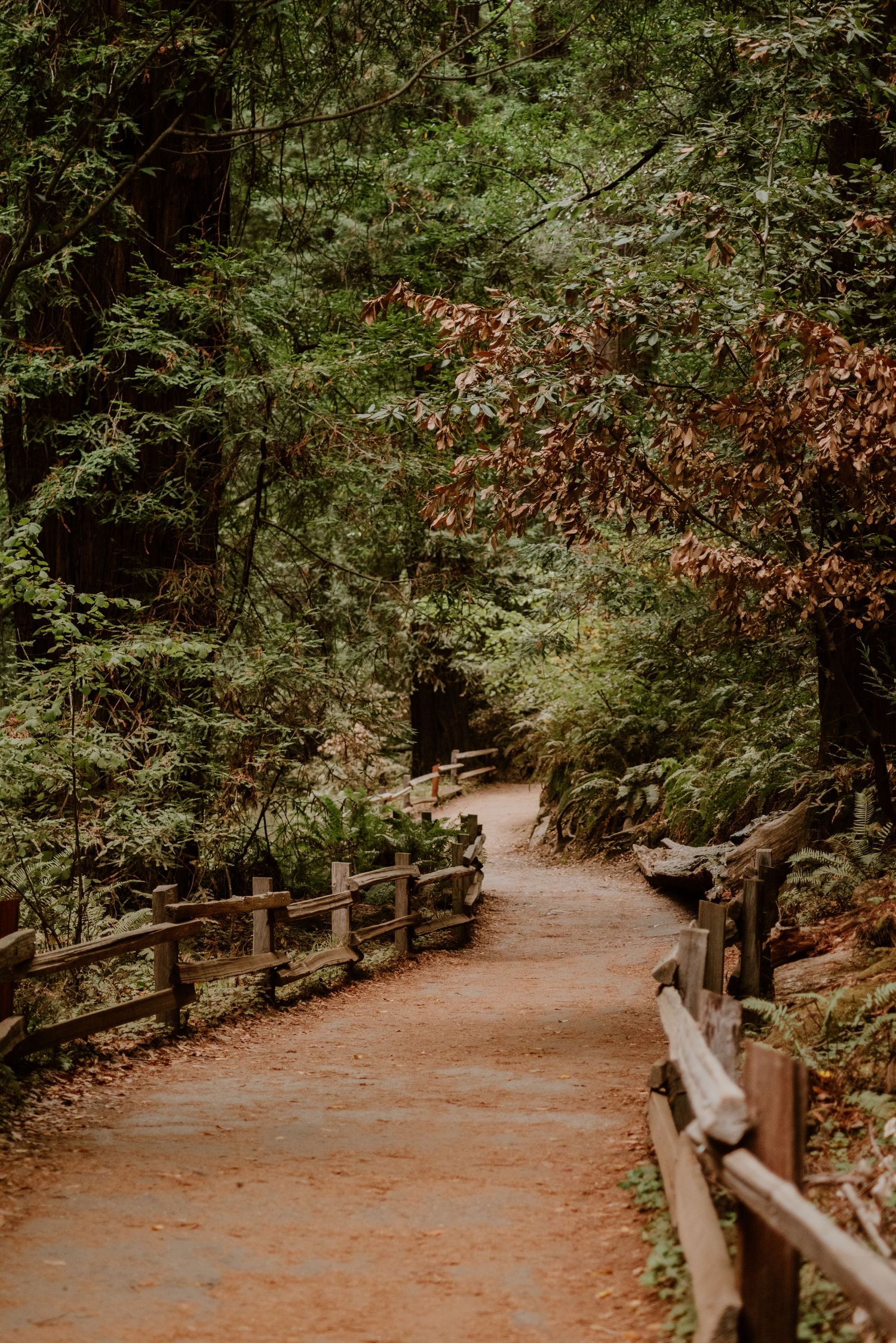 A winding dirt path with wooden railings cuts through a lush green forest.