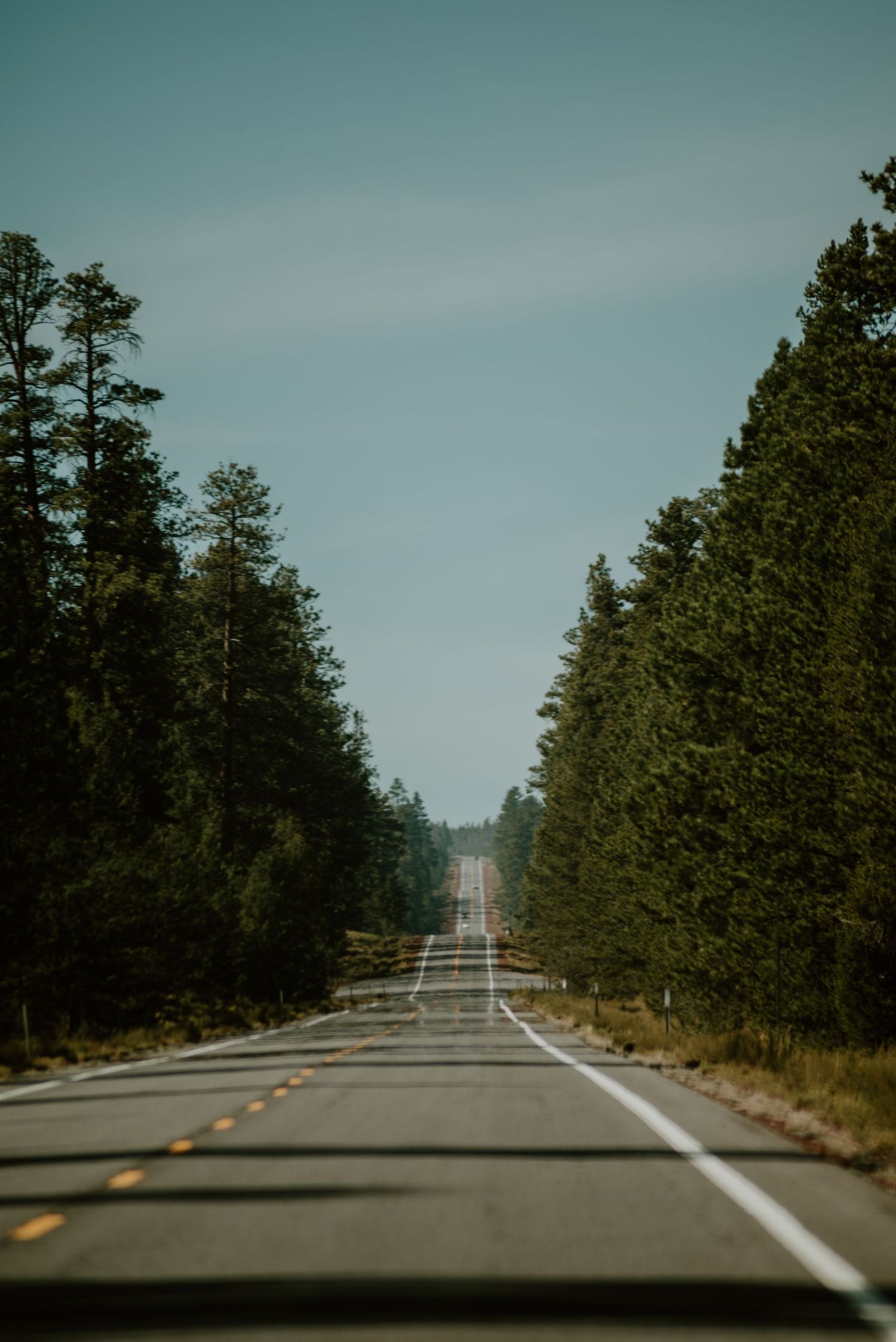 Long straight road through dense evergreen forest disappearing into the distance.