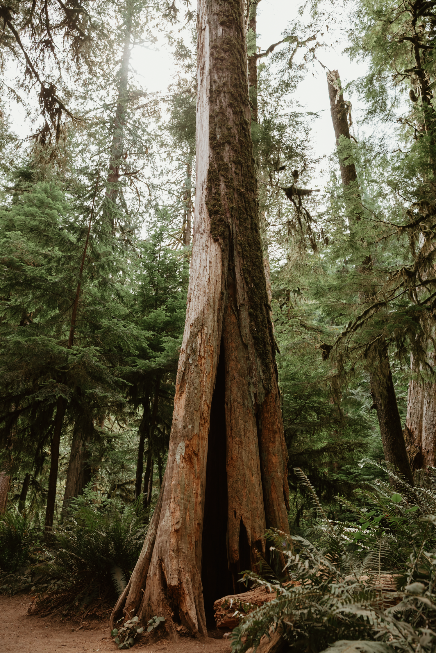 Towering ancient cedar tree with hollow base surrounded by lush green ferns and forest in Pacific Northwest woodland.