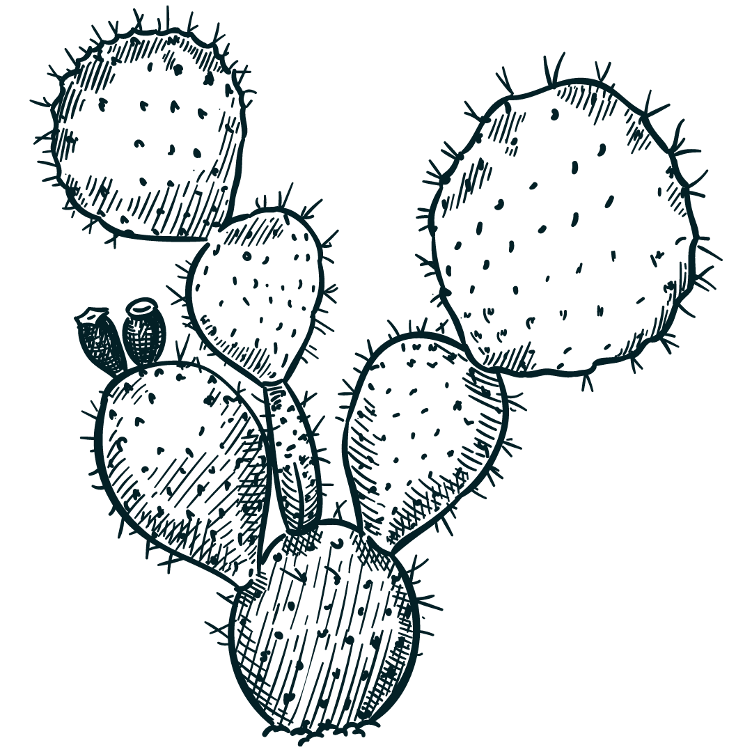 Hand drawn black and white sketches of spiky round cacti in different sizes and arrangements.