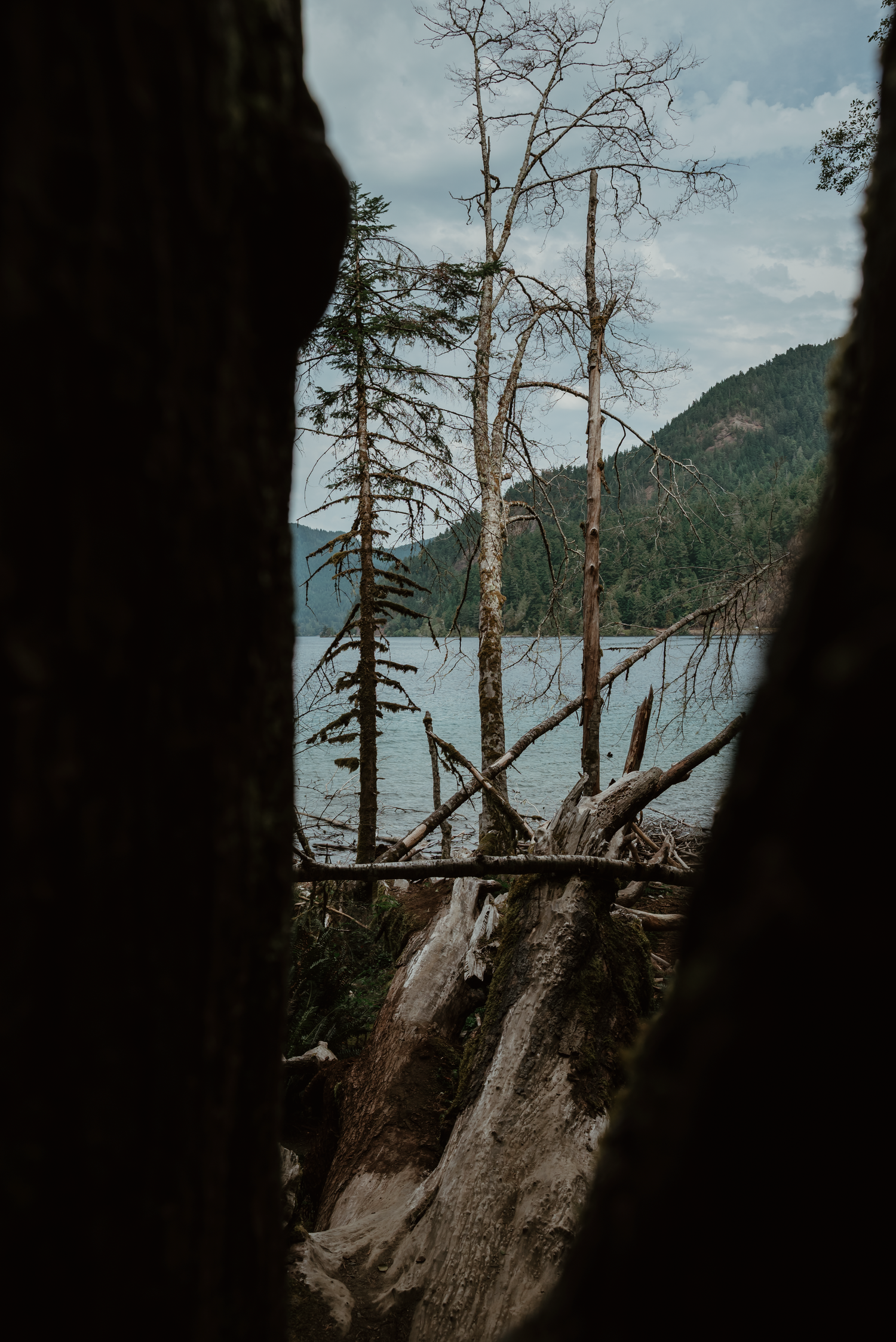 Dead trees and driftwood frame a serene view of a mountain lake through dark forest trunks.