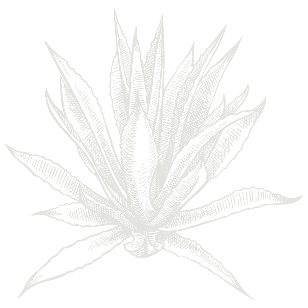 Minimalist gray sketches of desert succulents and plants arranged in a row.
