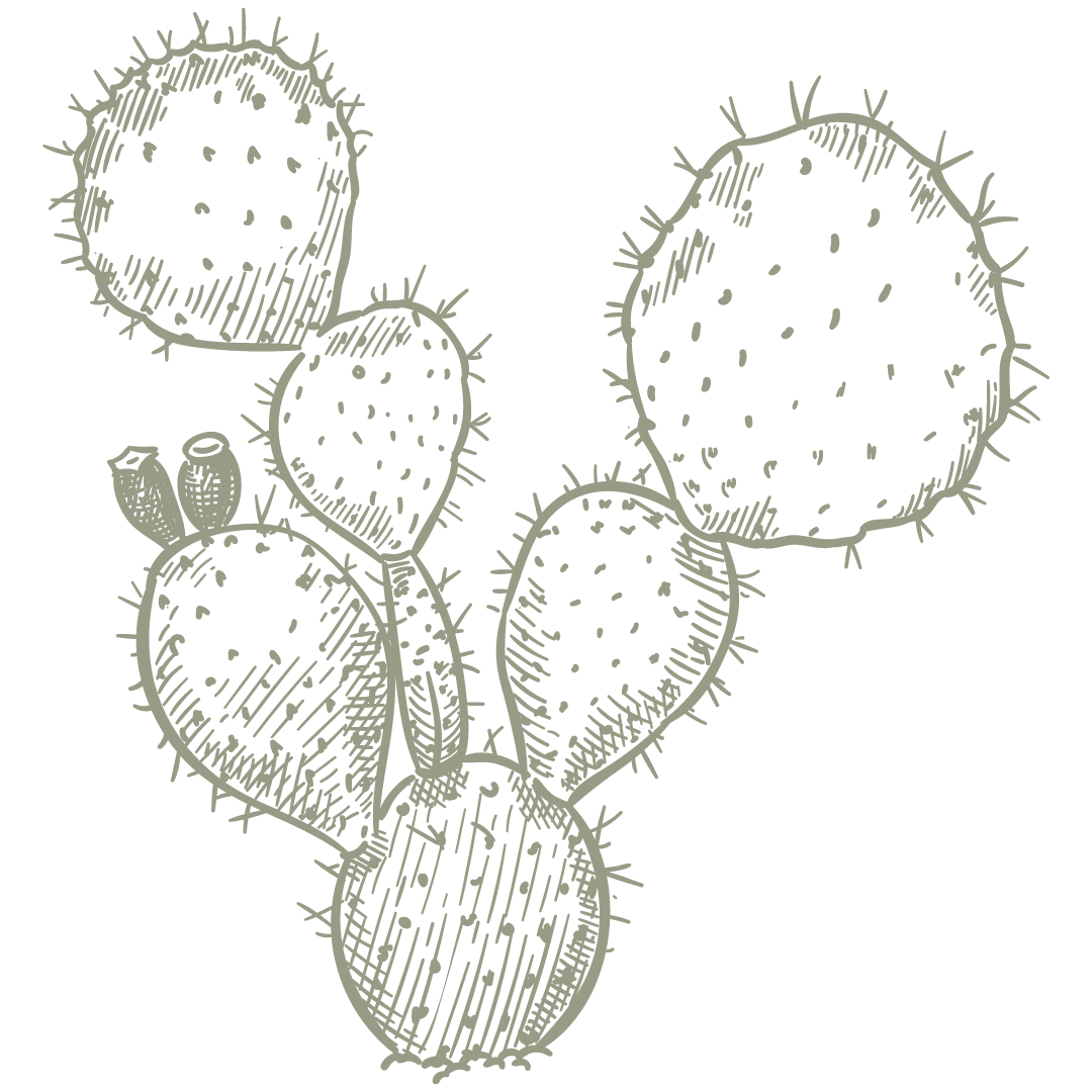 Hand-drawn sketch of a prickly pear cactus with multiple pads and spines.