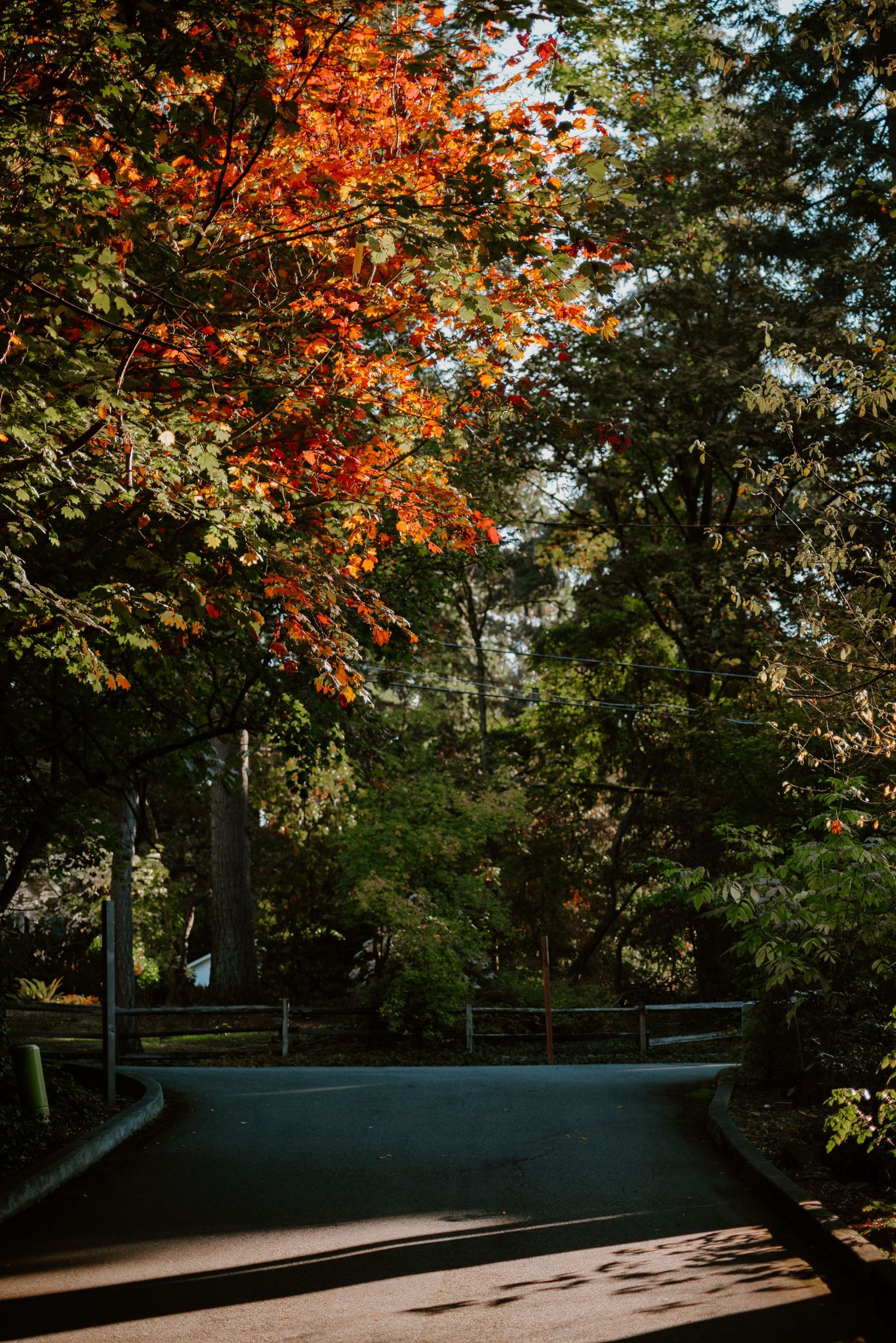 Wooden bridge surrounded by autumn trees with vibrant orange and red foliage.