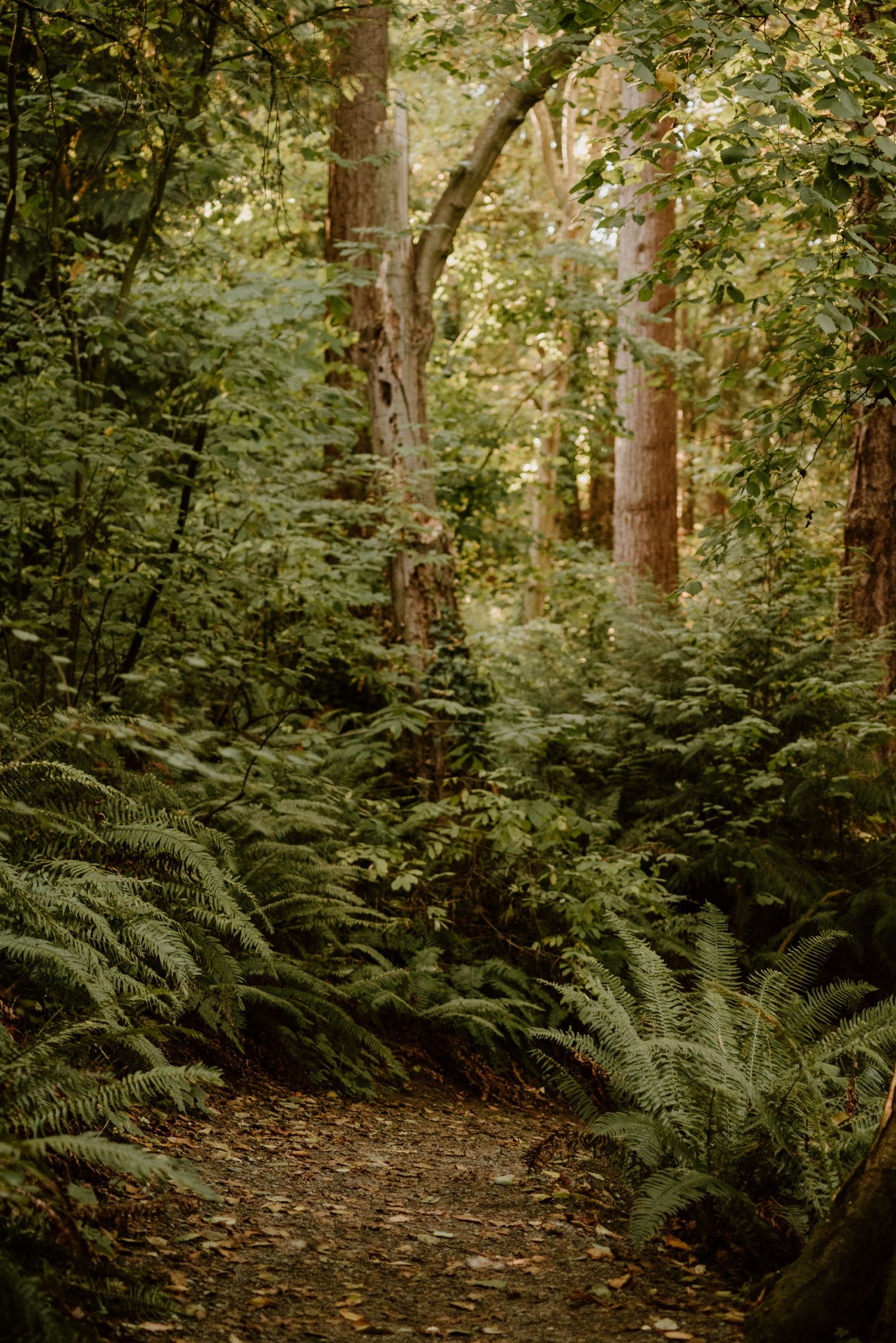 Lush forest path with tall trees and dense ferns creating a mystical atmosphere.
