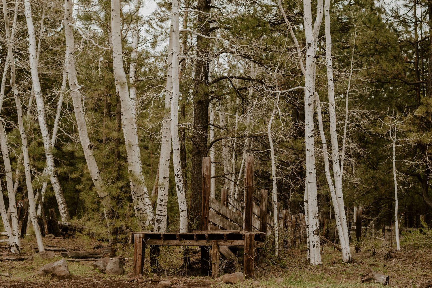 Grove of tall birch trees with white bark standing in natural woodland setting.