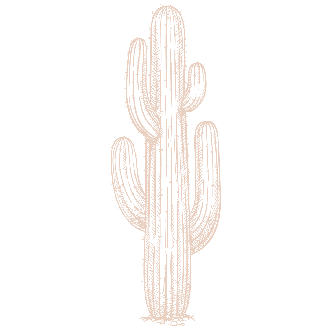 Series of pink cactus illustrations arranged in progressive sizes.