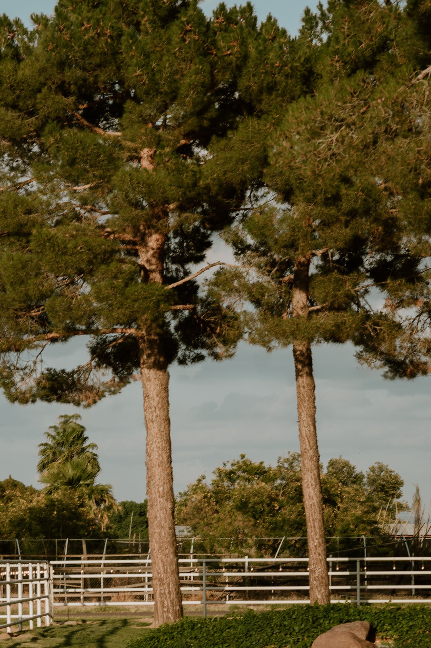 Tall pine trees line a white fenced path creating a natural border.