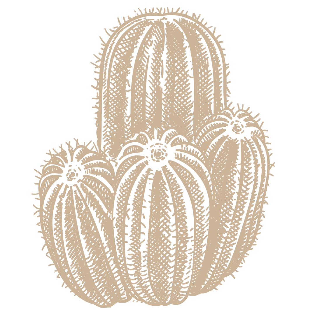 A beige illustration of three barrel cacti with spines and ridges.