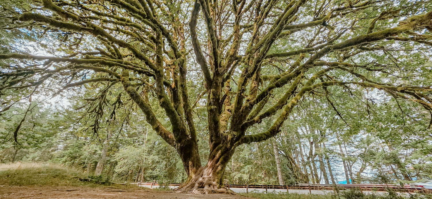 Ancient moss-covered tree with sprawling branches in a lush green forest park setting.
