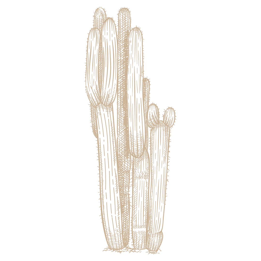Simple line drawing of desert cactus plants in tan color.