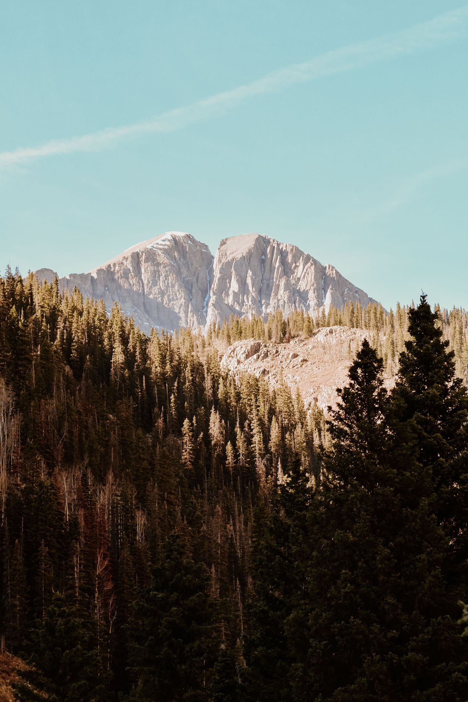 Snow-capped mountain peaks rise above dense pine forest under bright blue sky.