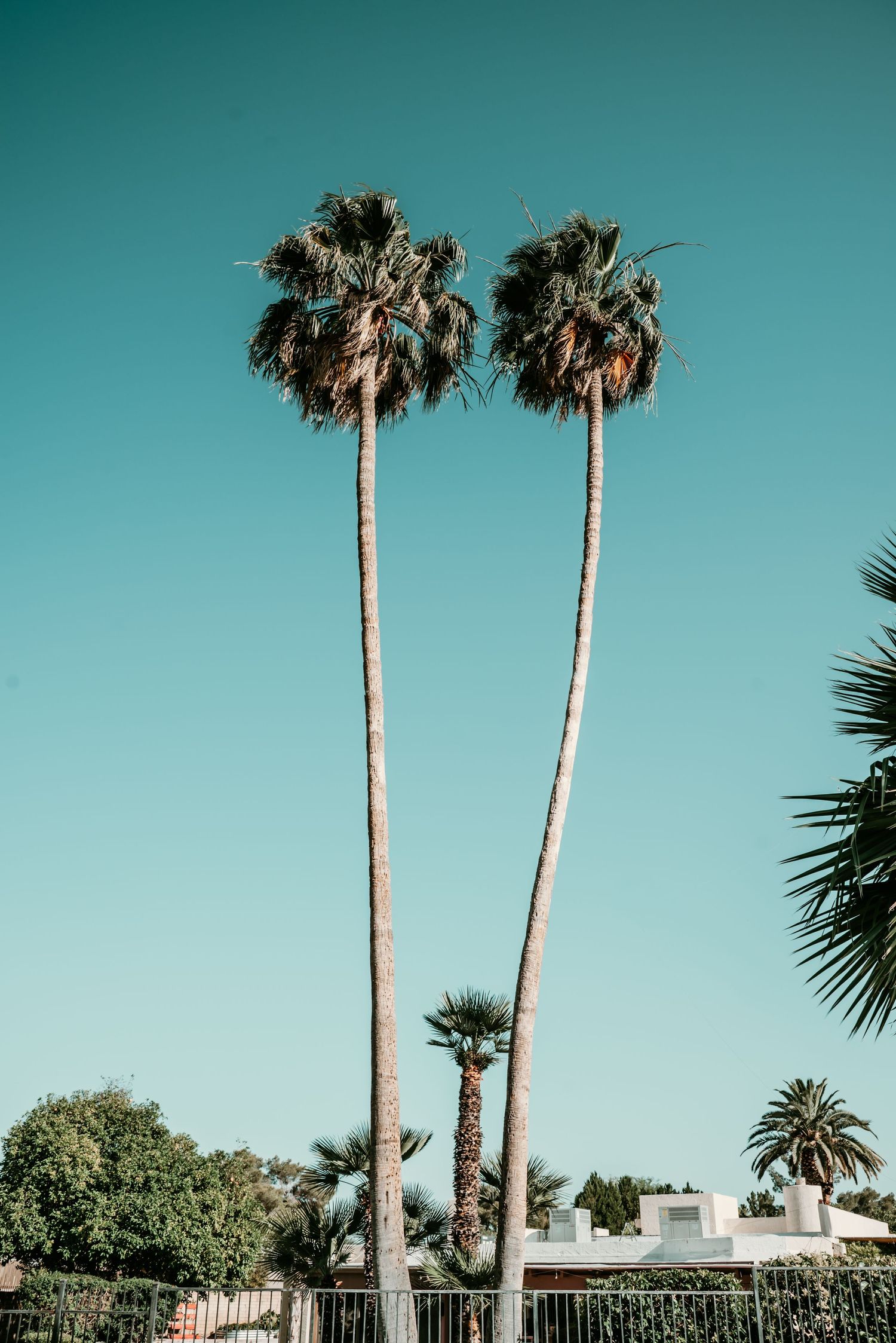 Tall palm trees against turquoise sky in tropical setting with buildings in background.