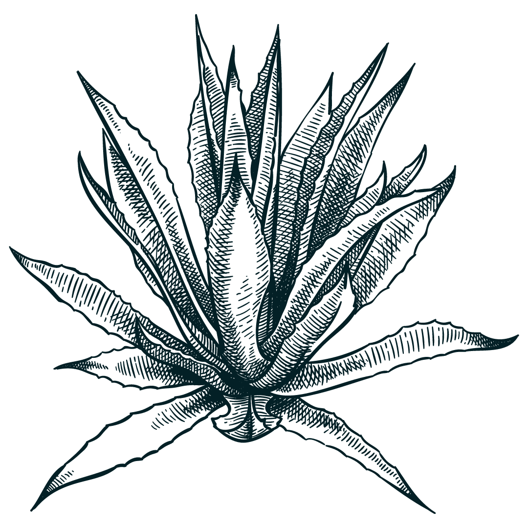 Black and white botanical drawings of aloe plants in a row.