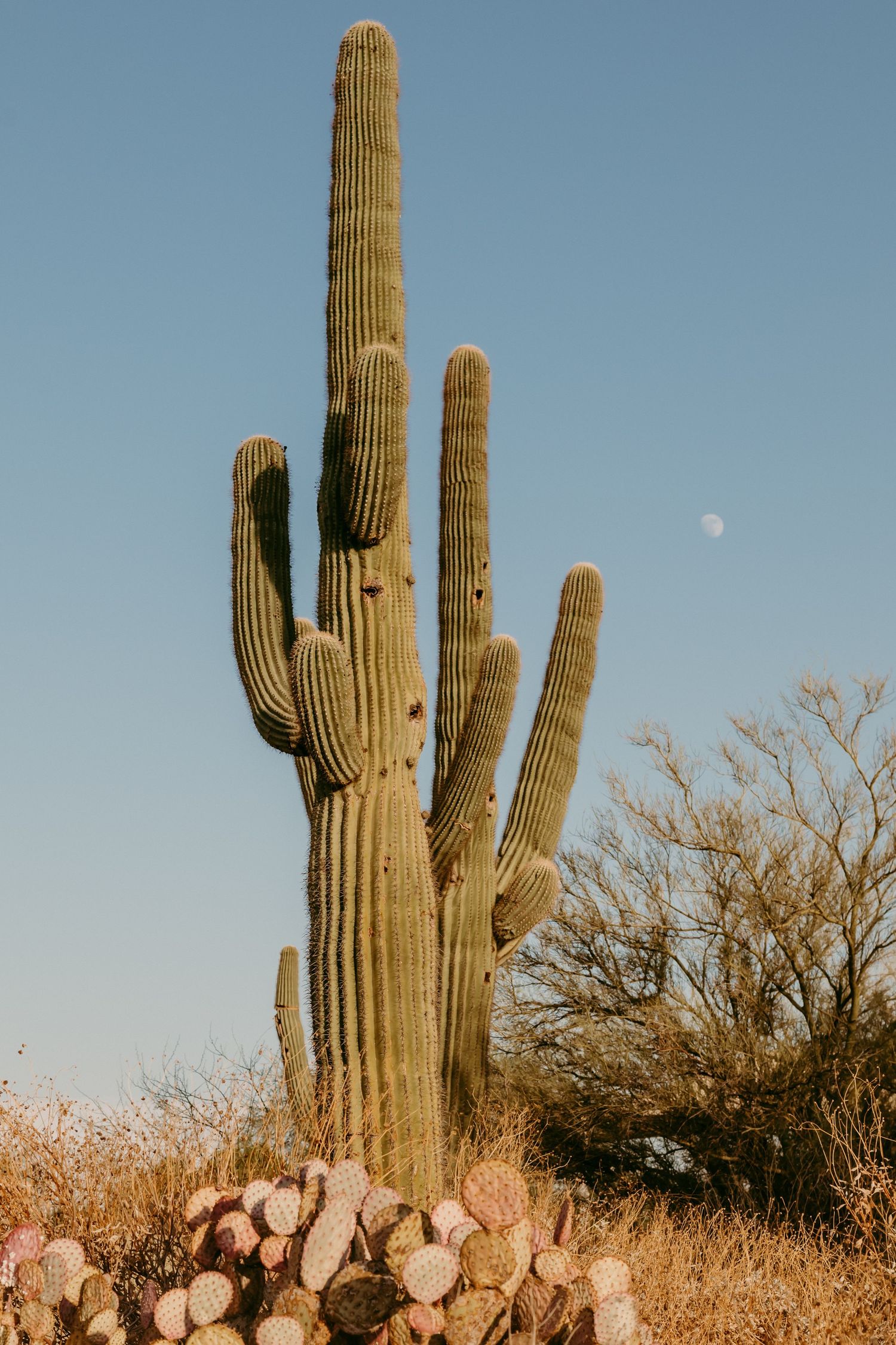 A tall saguaro cactus stands against a blue desert sky with a faint moon visible.