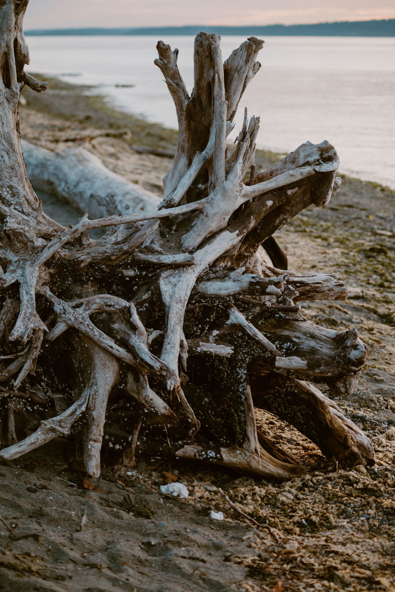 Weathered driftwood rests on a rocky beach shore at sunset.