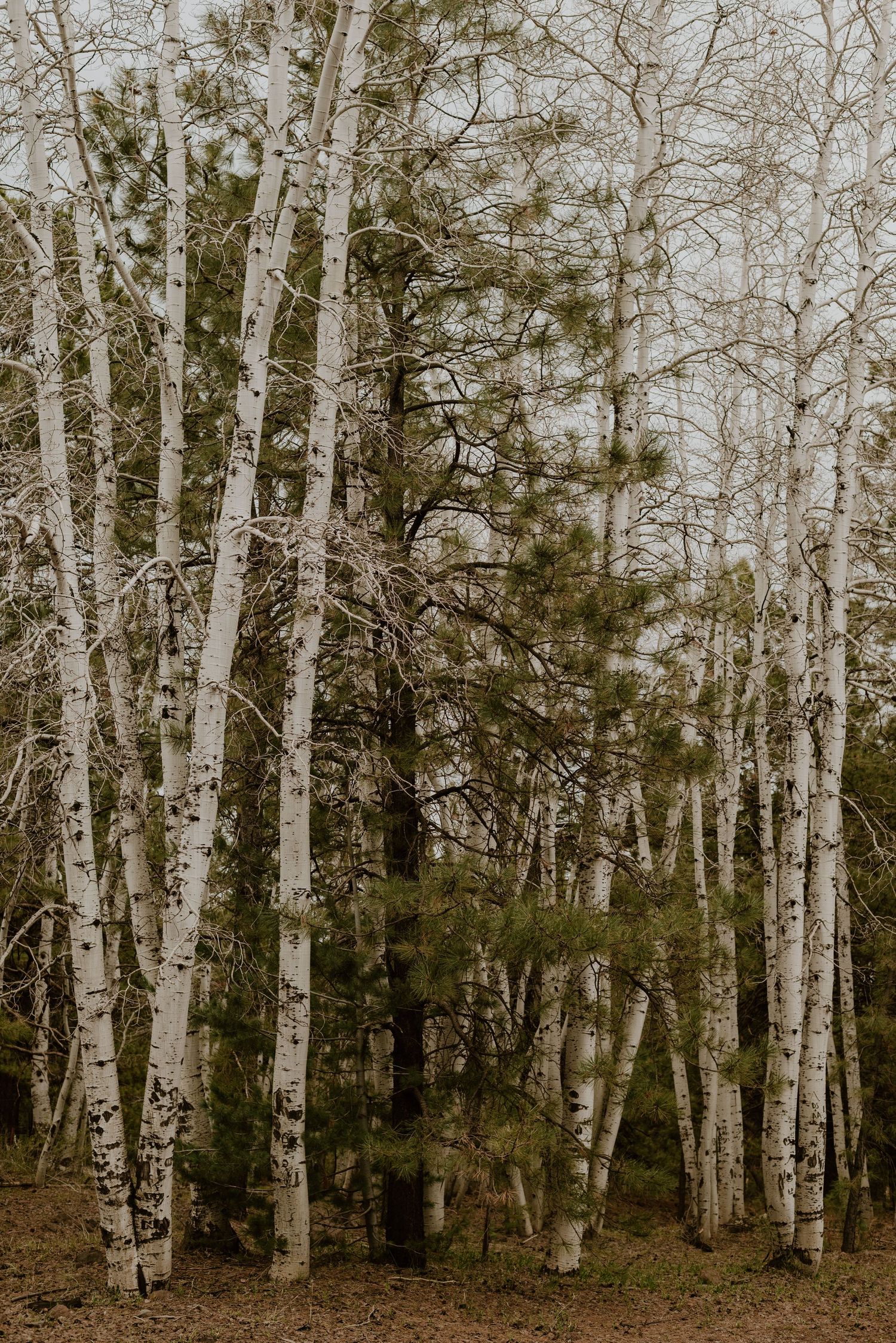 Dense forest of white birch trees with bare branches in winter creating a serene woodland landscape.