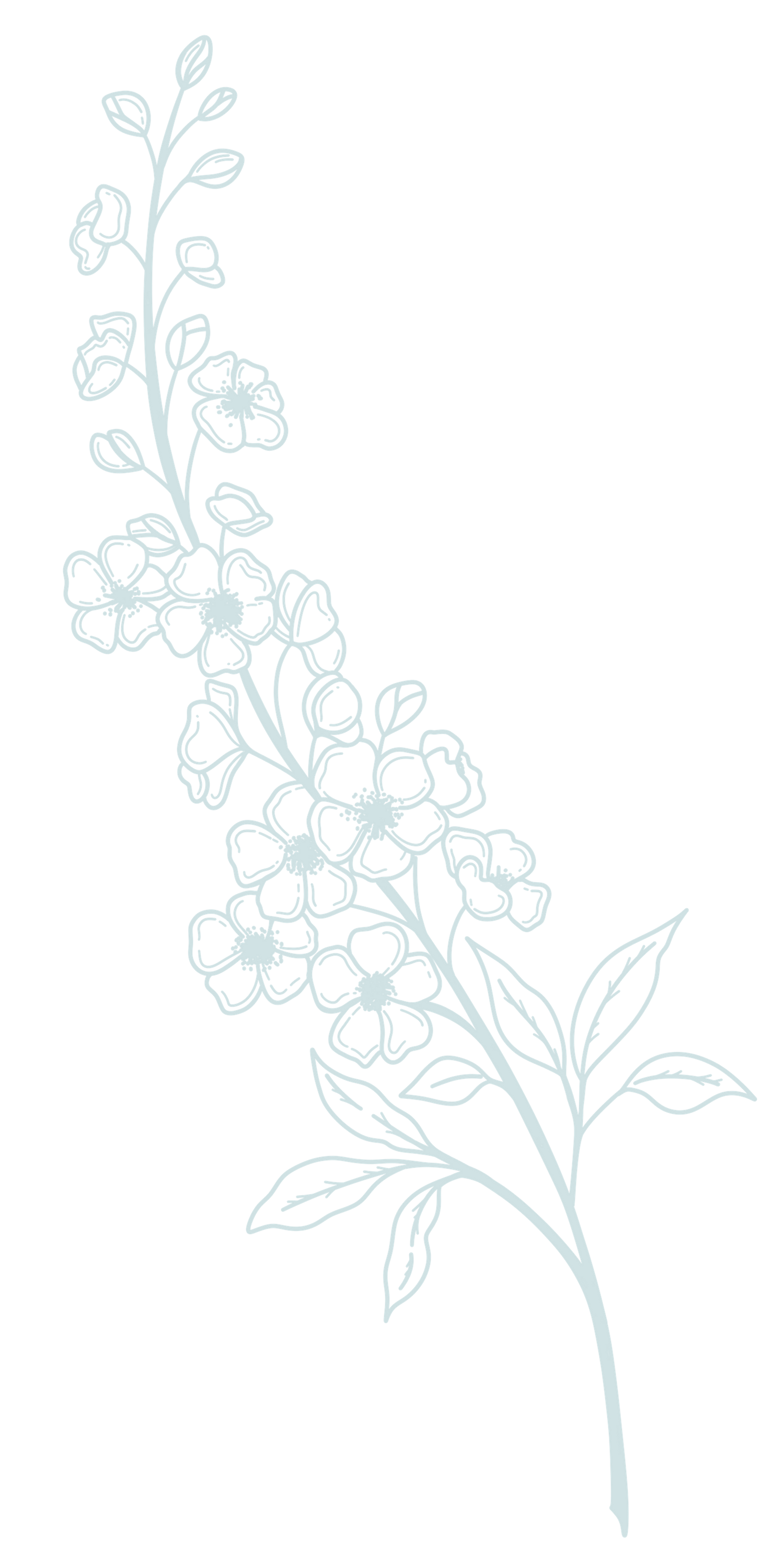 Delicate white line drawing of a flowering branch with small blossoms and leaves against a black background.