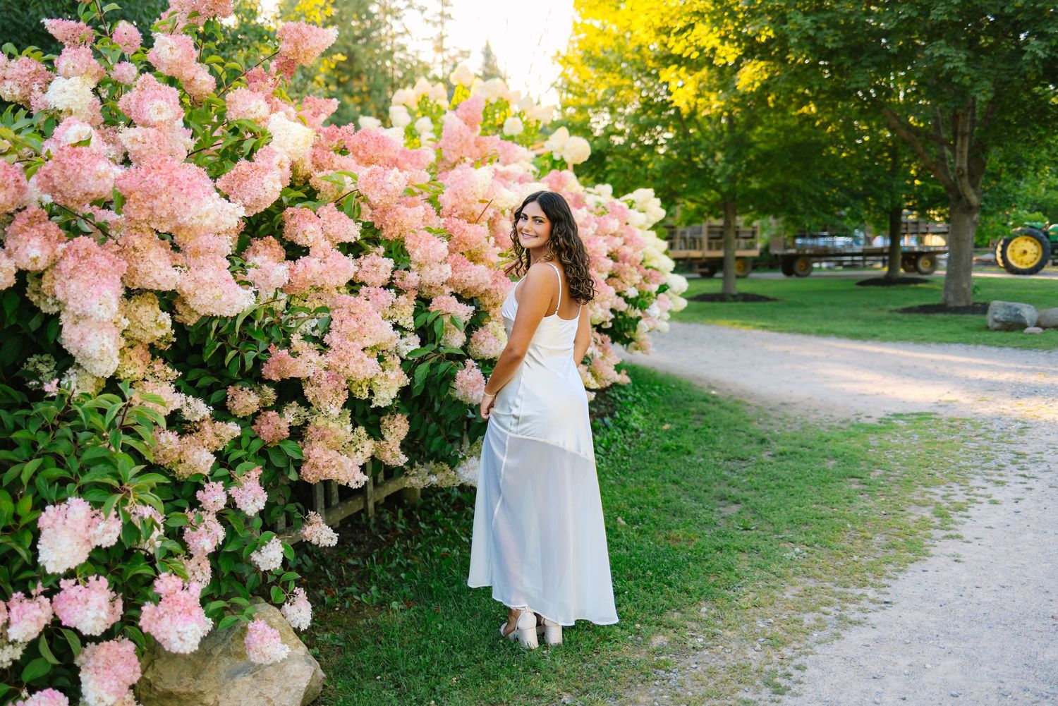 A high school senior poses by a hydrangea bush at sunset golden hour for senior photos at Ward's Berry Farm in Sharon, Massachusetts