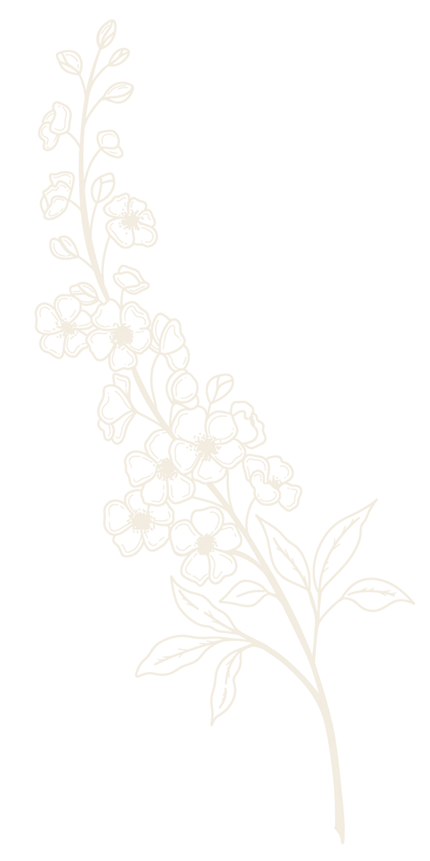 A delicate white line drawing of a floral branch with blooming flowers and leaves against a black background.