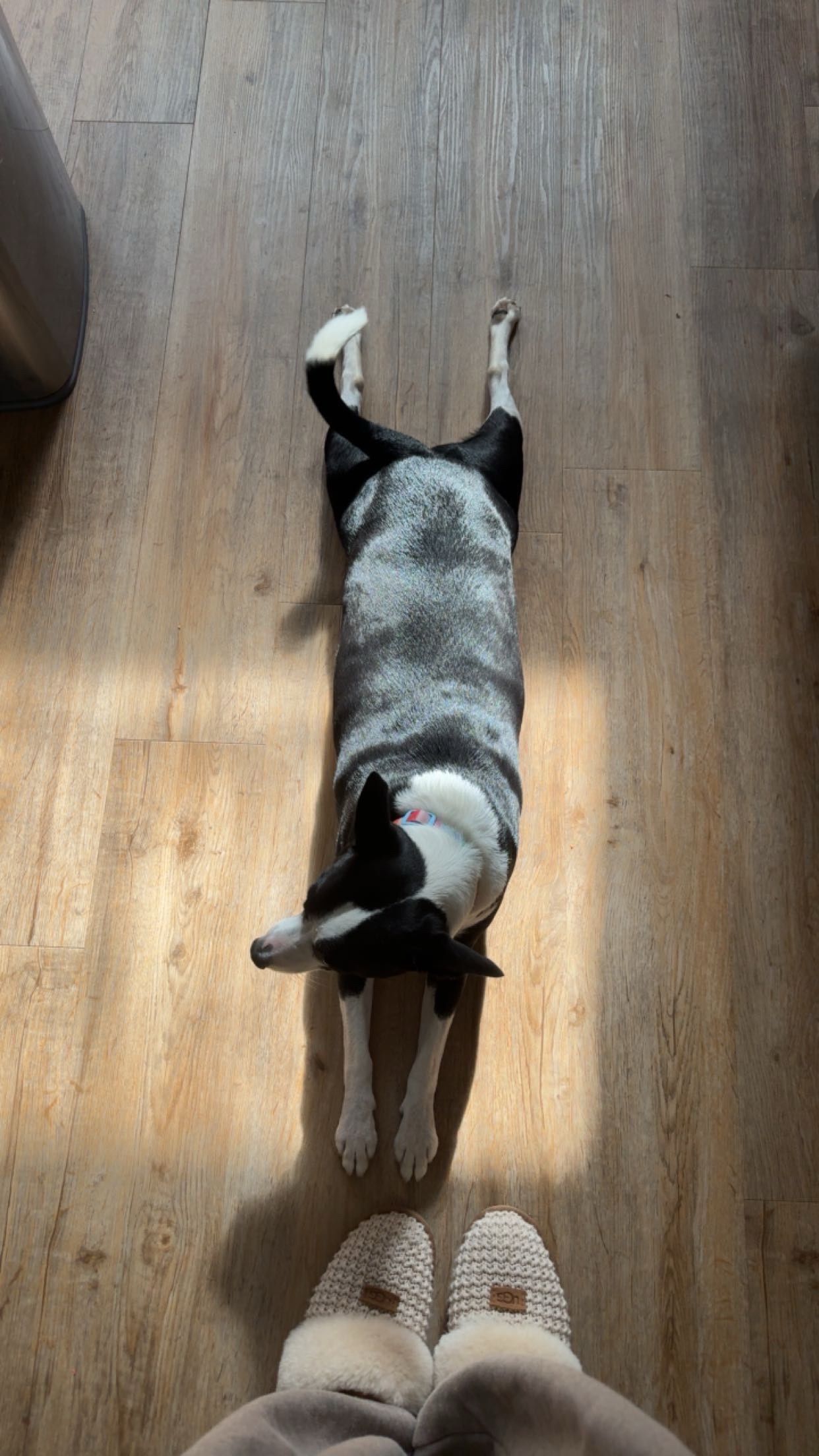 Emma Joyce Photo's black and white dog named Loki laying on the floor in Dartmouth, Massachusetts