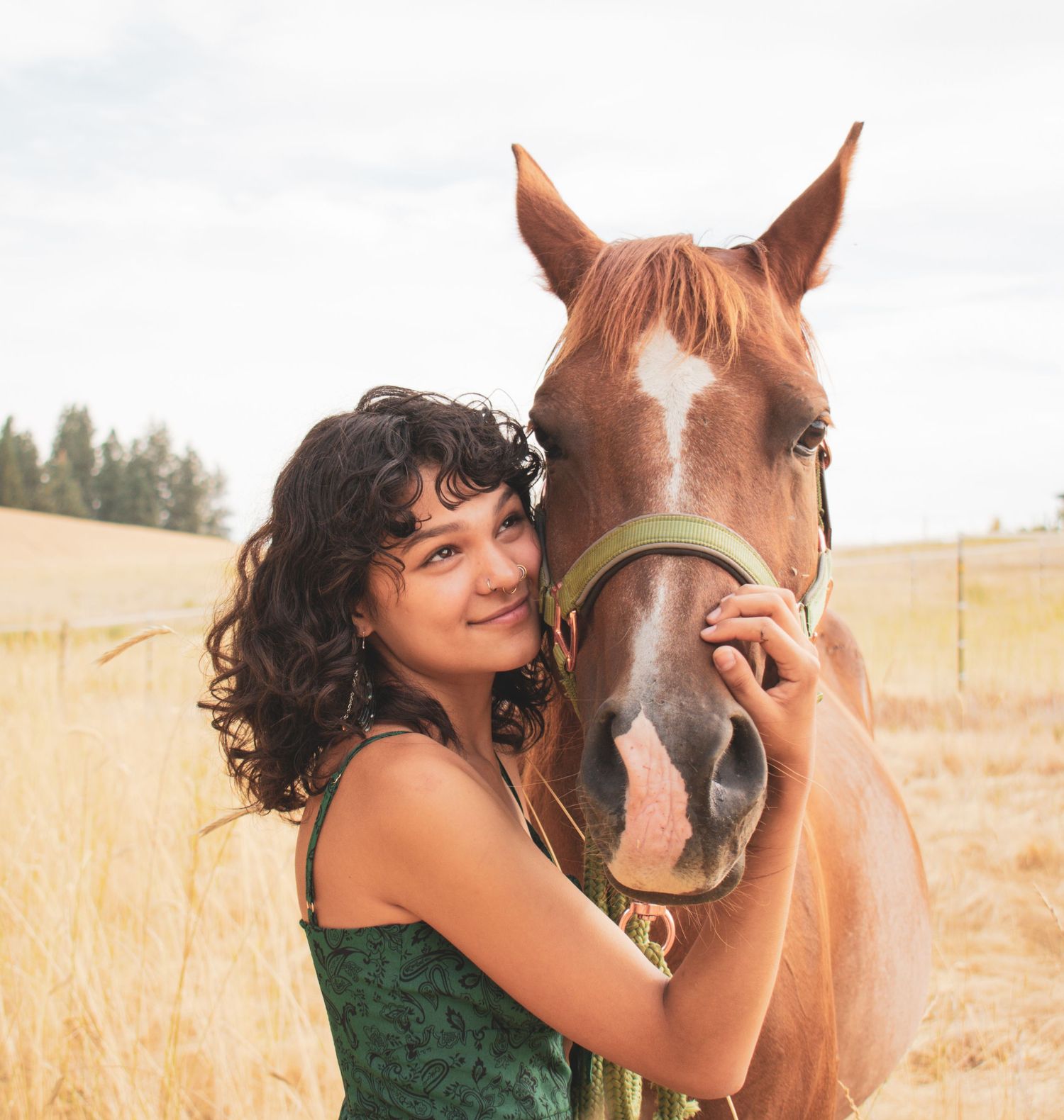 A brown horse with a white blaze stands in a golden field with someone in a green top on a sunny day.
