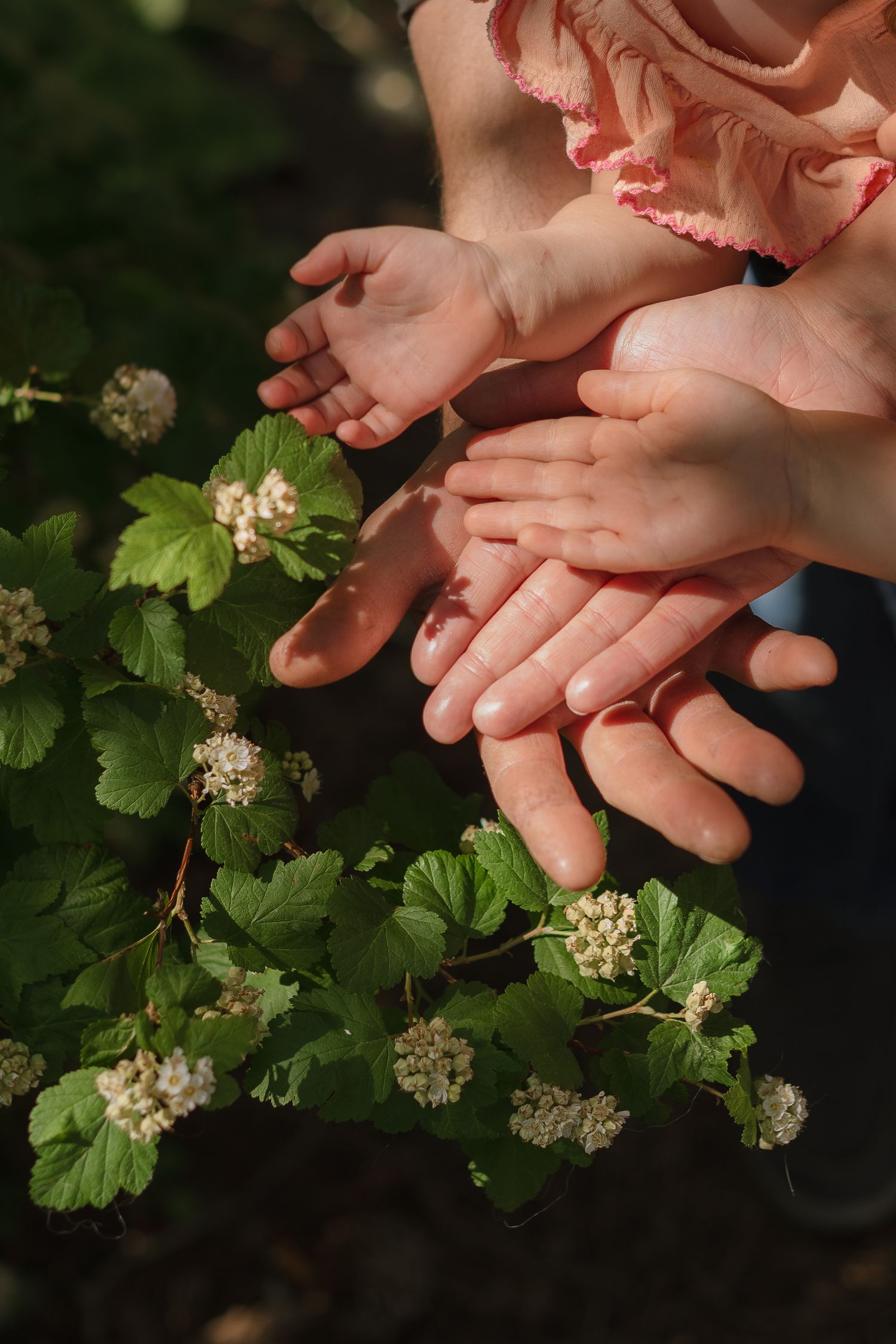 Hands gently touching delicate white flowering plants and green foliage in a garden setting.