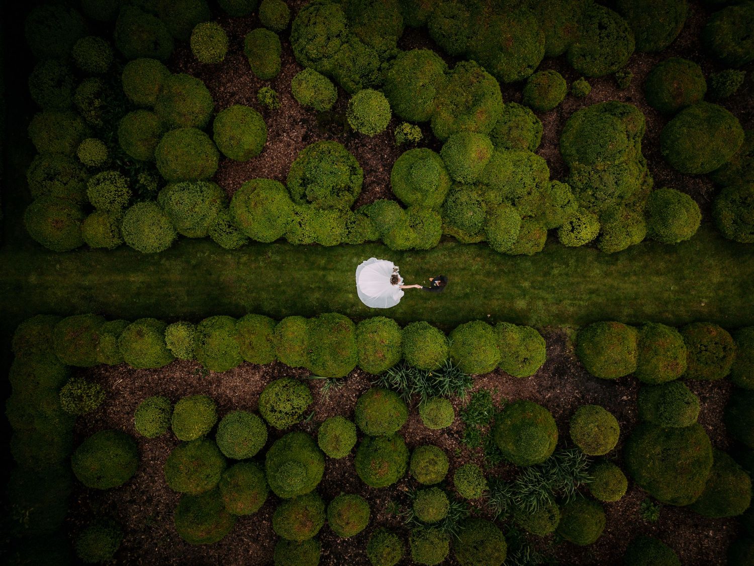 drone shot tussen de struiken