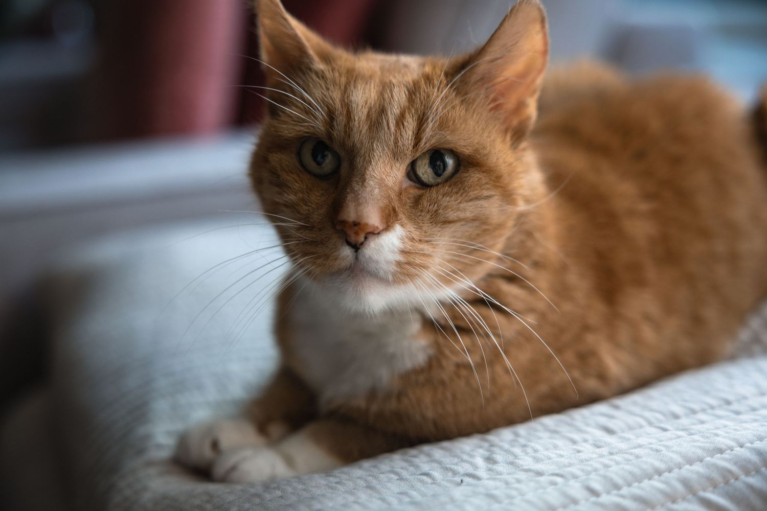kat