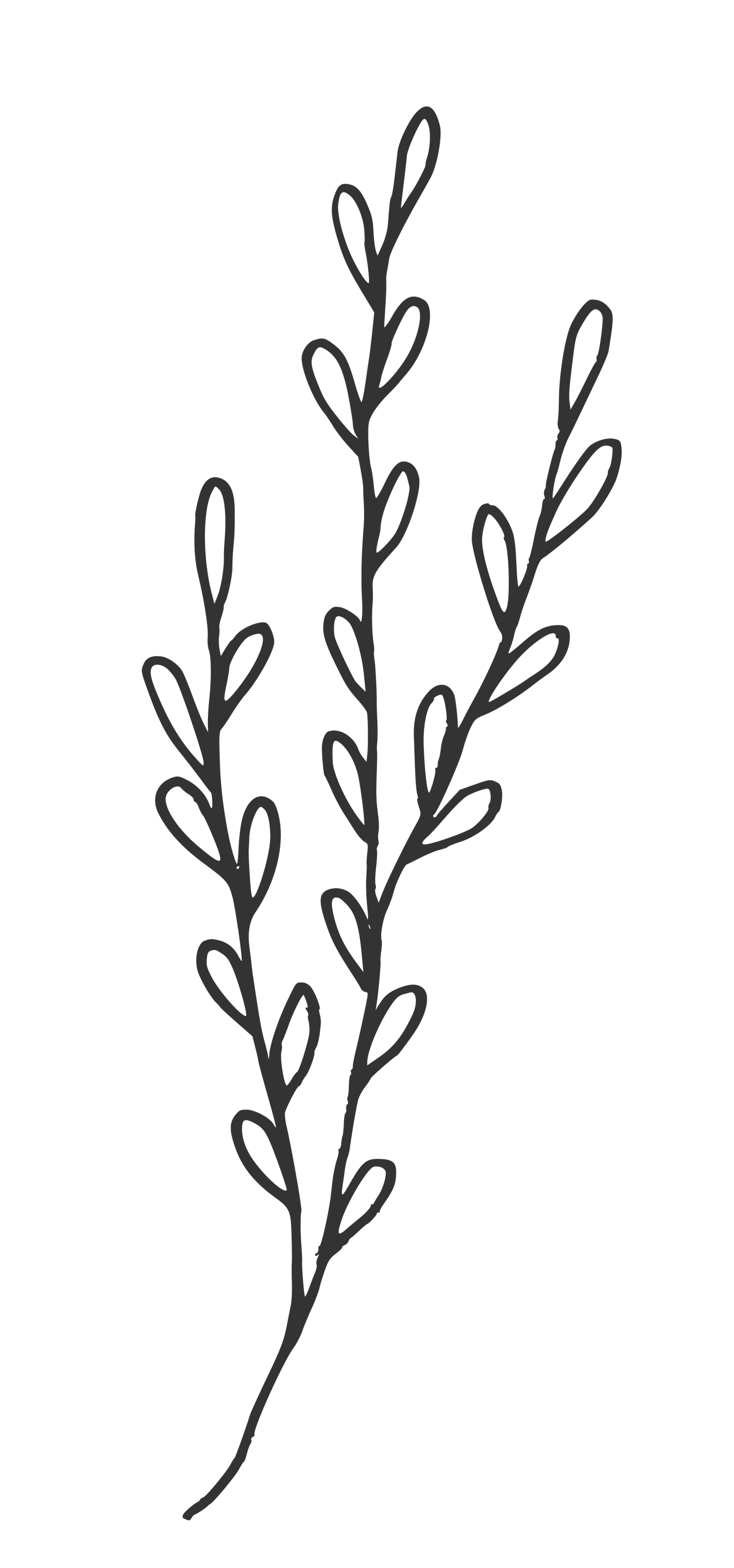 Simple black line drawings of delicate plant stems with small buds.
