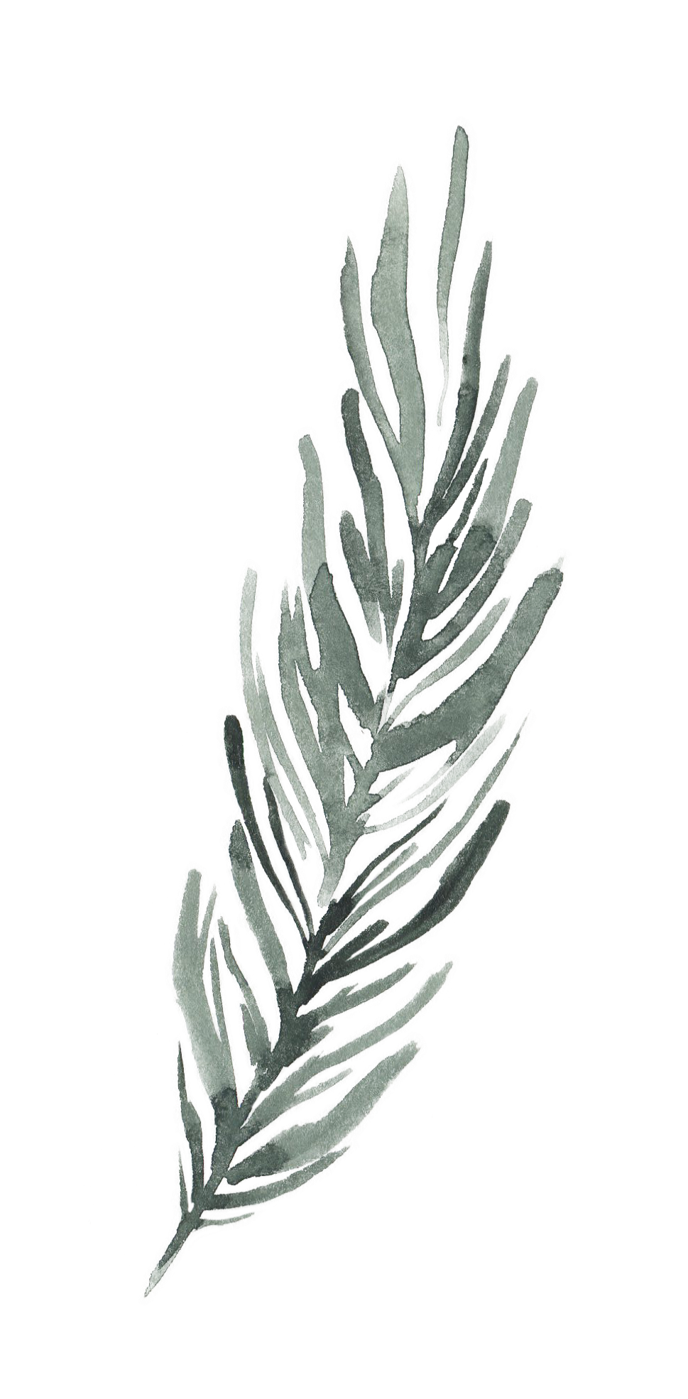 Watercolor pine needle branch illustration in soft green tones.