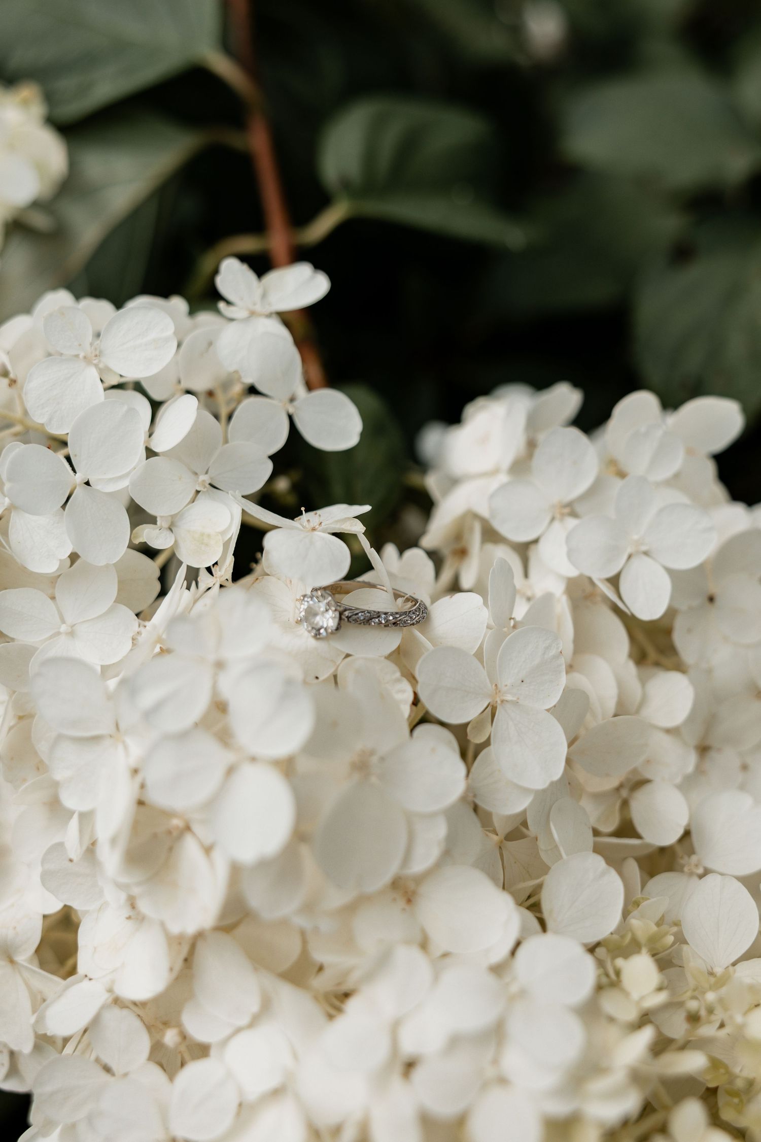 Delicate white hydrangea flowers blooming in clusters against a dark green background.