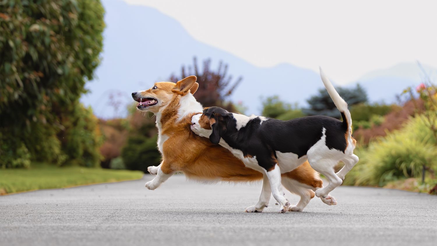 A Border Collie dog runs and jumps gracefully in a series of action shots showing its agility and movement.