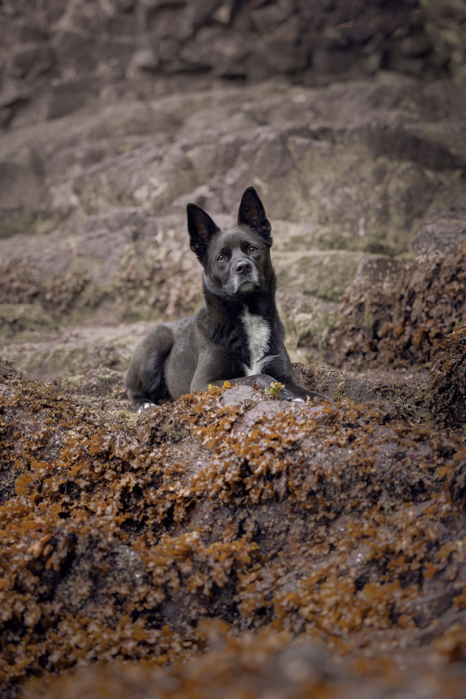 A black Australian Cattle Dog puppy sits alert on rocky terrain covered with golden lichen.