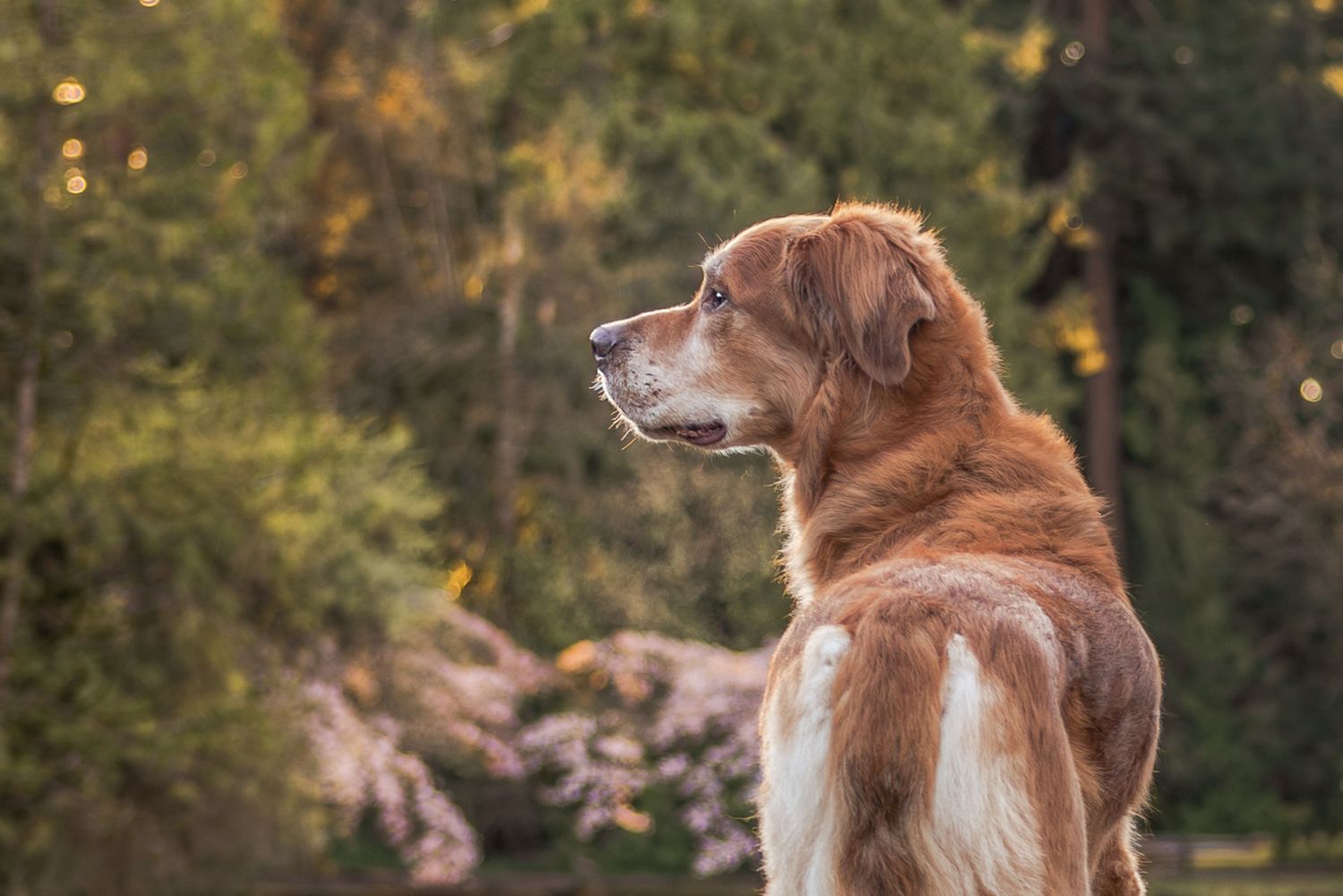 A majestic golden-brown dog sits outdoors gazing into the distance, surrounded by lush green trees and pink flowering shrubs.