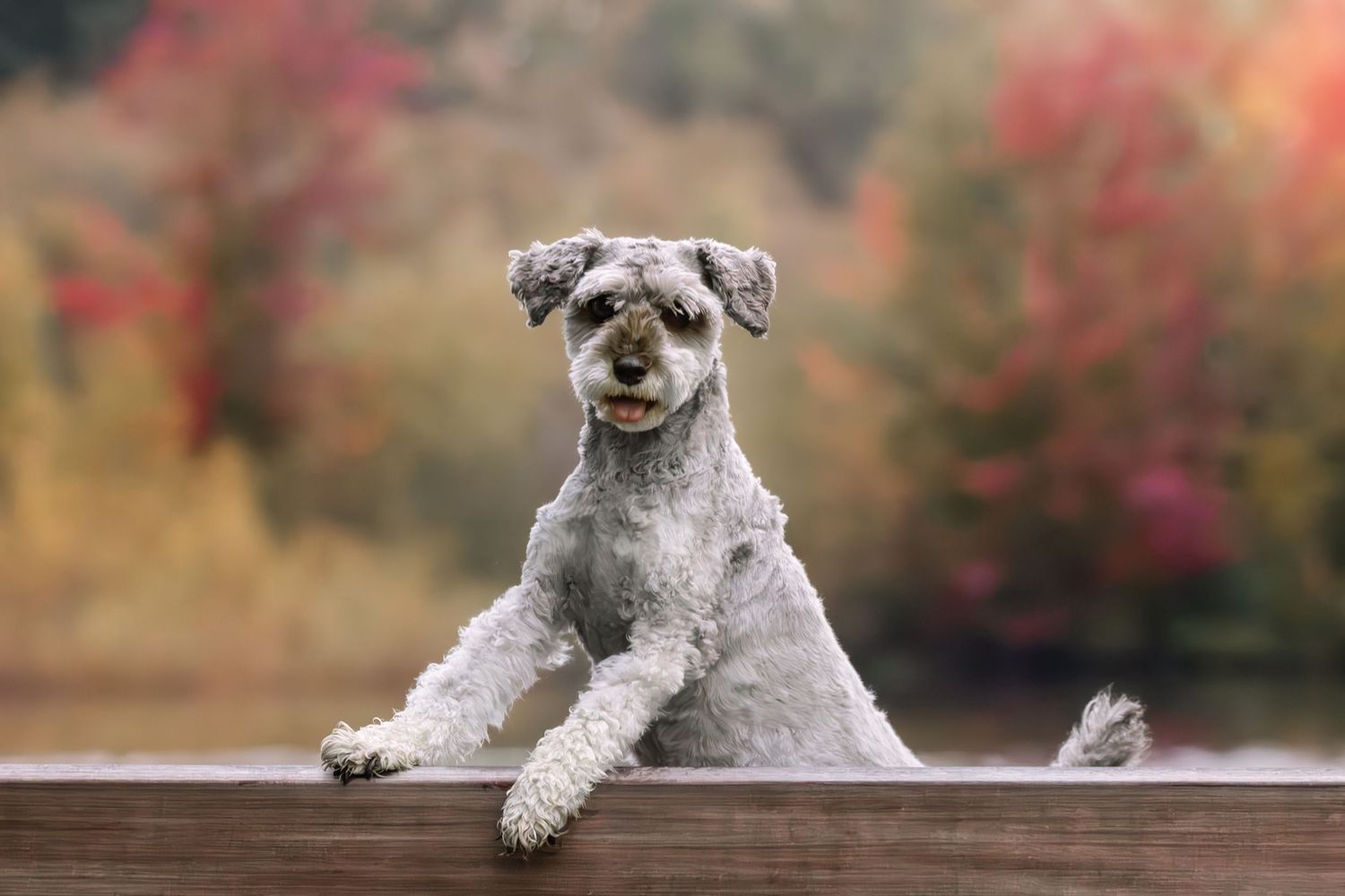 A gray miniature schnauzer dog sits in various poses outdoors with autumn foliage in the background.