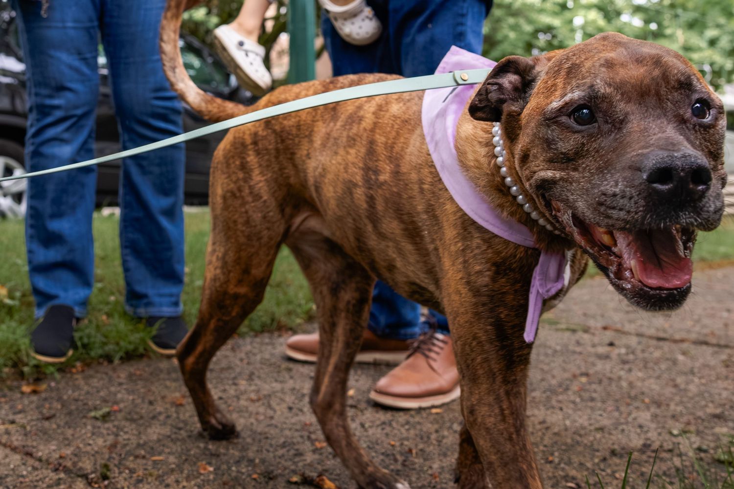 Brindle Pit Bull Terrier wearing a pink bow and pearl collar on a leash outdoors.