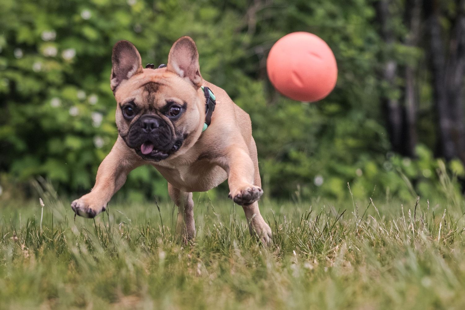 A French Bulldog leaps across green grass chasing an orange ball outdoors.