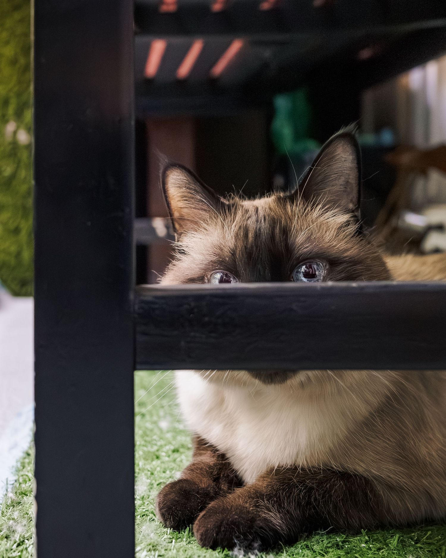 A fluffy Siamese cat with blue eyes rests under a dark wooden table on green artificial grass.