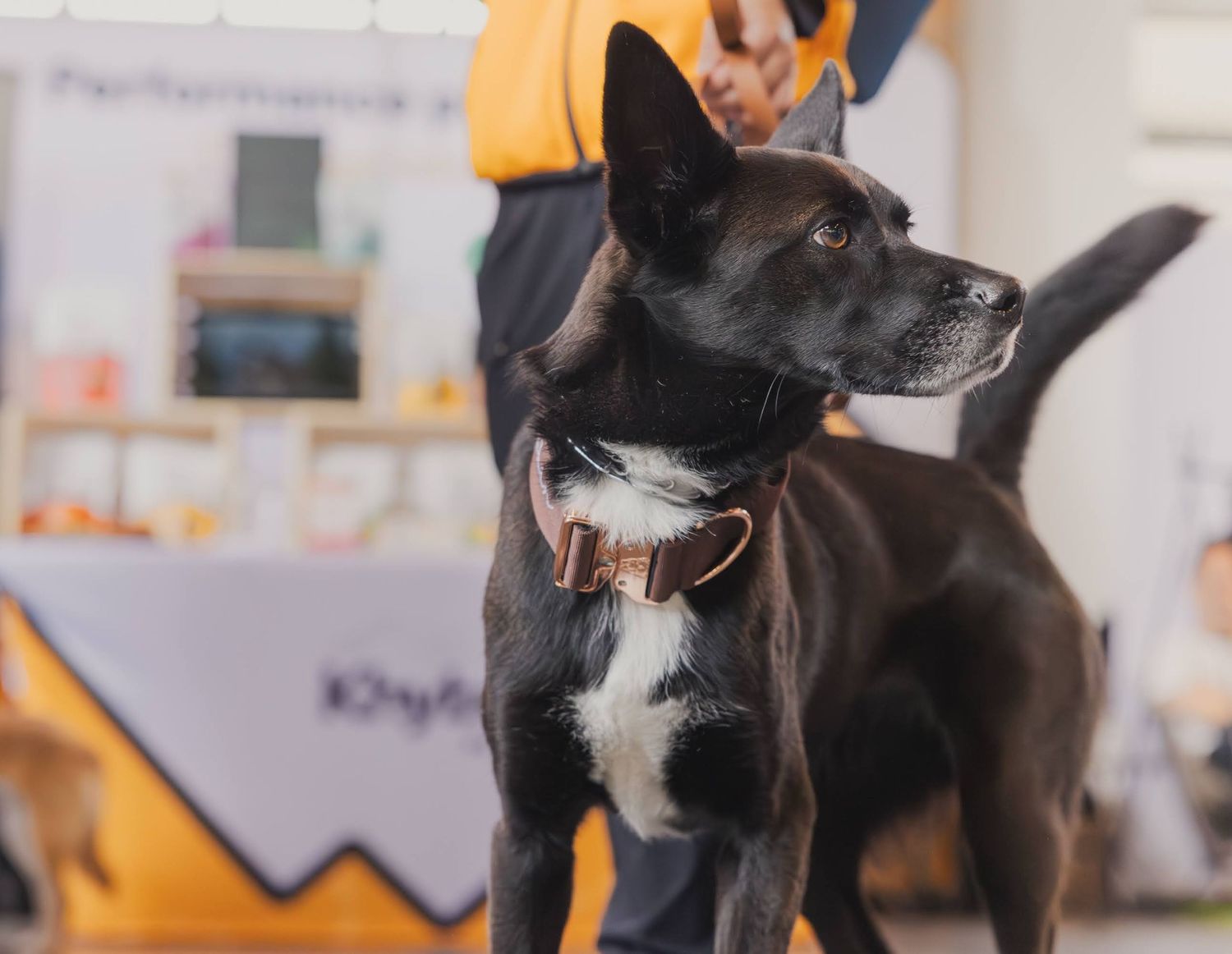 Black dog with white chest markings wearing a brown collar stands alert indoors at a pet event.