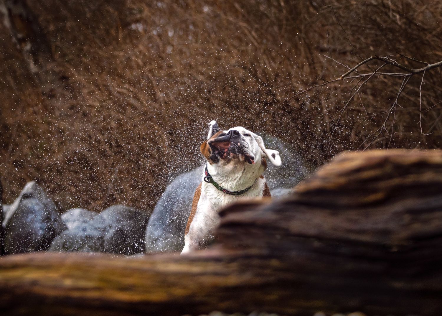 A penguin shakes off water droplets while standing near a rock, creating a sparkling spray effect in the light.