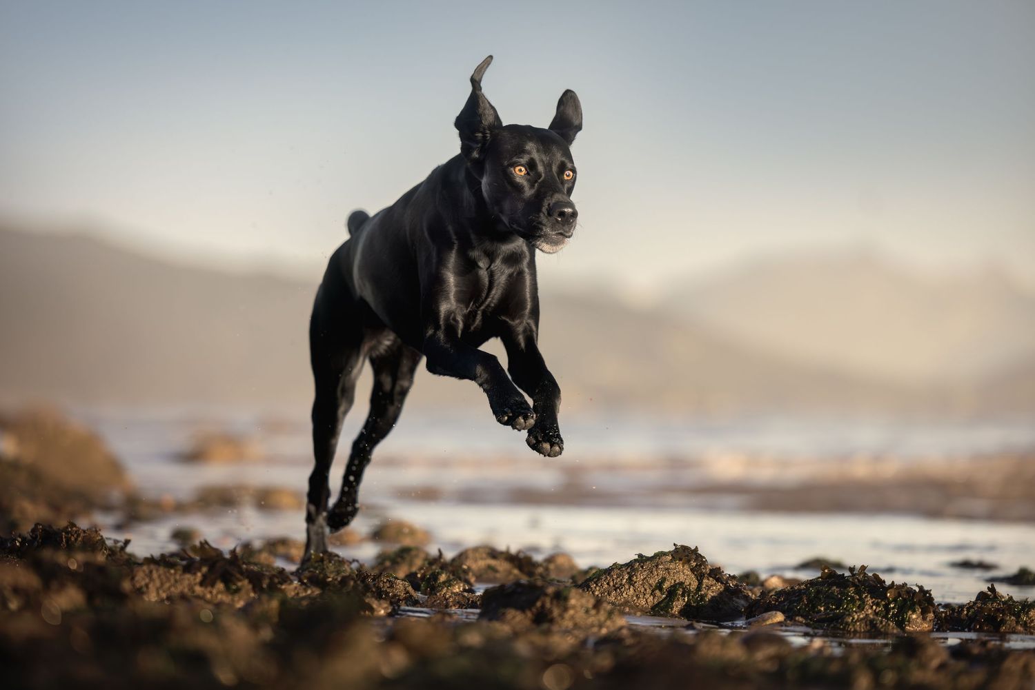 Black dog leaping energetically on a rocky beach with mountains and misty sky in the background.